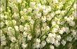 Le muguet : meilleure vente de l'année
